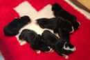 Unsere Welpen 6