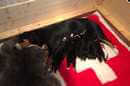 Unsere Welpen 6