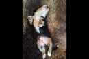 Unsere Welpen 6