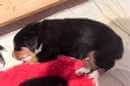 Unsere Welpen 6