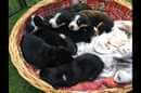 Unsere Welpen 6