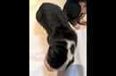 Unsere Welpen 6