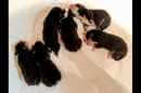 Unsere Welpen 6