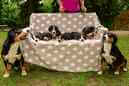 Unsere Welpen 6