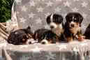 Unsere Welpen 6