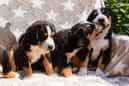 Unsere Welpen 6