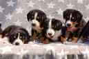 Unsere Welpen 6