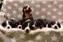 Unsere Welpen 6
