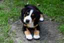 Unsere Welpen 6
