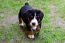 Unsere Welpen 6