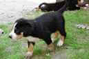 Unsere Welpen 6