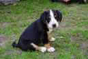 Unsere Welpen 6