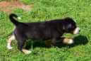 Unsere Welpen 6