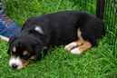 Unsere Welpen 6