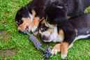 Unsere Welpen 6