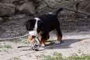Unsere Welpen 6