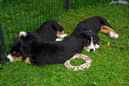 Unsere Welpen 6