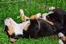 Unsere Welpen 6