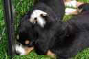Unsere Welpen 6