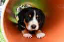 Unsere Welpen 6