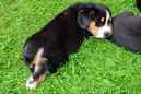 Unsere Welpen 6