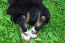 Unsere Welpen 6