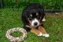 Unsere Welpen 6