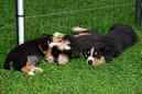 Unsere Welpen 6