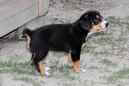 Unsere Welpen 6