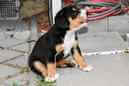 Unsere Welpen 6