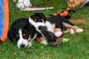 Unsere Welpen 6