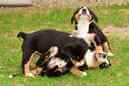 Unsere Welpen 6