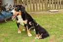 Unsere Welpen 6