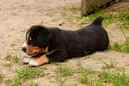 Unsere Welpen 6