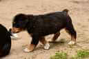 Unsere Welpen 6