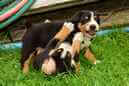 Unsere Welpen 6