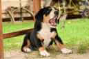 Unsere Welpen 6