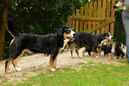 Unsere Welpen 6