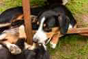 Unsere Welpen 6