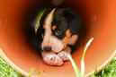 Unsere Welpen 6
