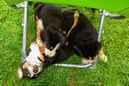Unsere Welpen 6
