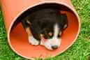 Unsere Welpen 6