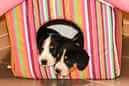 Unsere Welpen 6