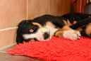 Unsere Welpen 6