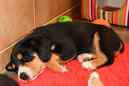 Unsere Welpen 6