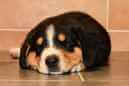 Unsere Welpen 6