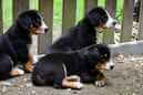 Unsere Welpen 6