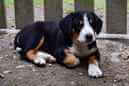 Unsere Welpen 6