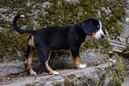 Unsere Welpen 6