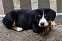 Unsere Welpen 6
